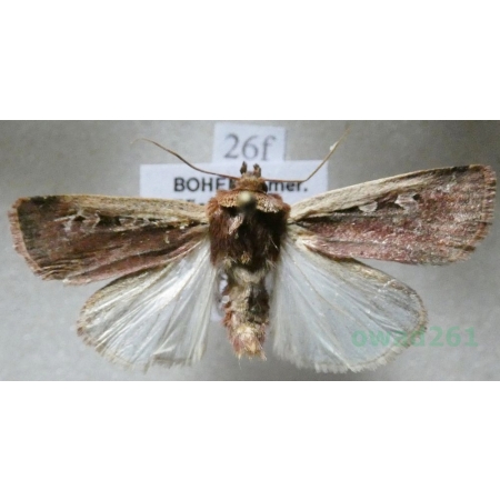 Ochropleura plecta (Linnaeus, 1761) Rolnica boćwinówka Czech26f